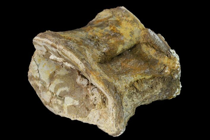 Fossil Xiphactinus (Cretaceous Fish) Vertebra - Kansas #139313